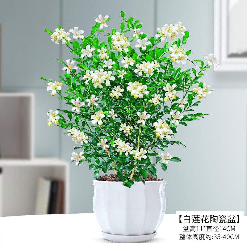 九里香 一室清雅伴浓香，驱蚊纳凉赏花忙