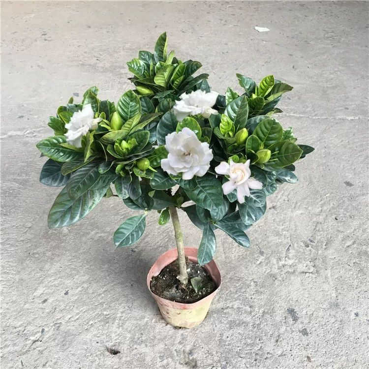 满室芬芳的阳台精灵 牡丹栀子花盆栽养护指南