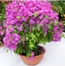 三角梅带花 绚丽绽放的园艺佳品