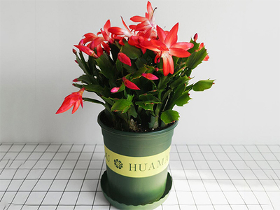 花卉绿植 自然与生活的诗意交融