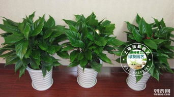 长宁区发财树室内租赁与养护全攻略——以专业服务妆点北新泾办公与生活空间