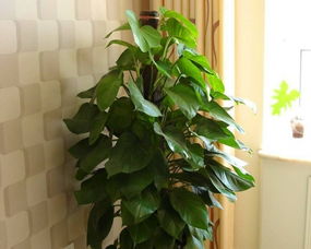 长沙专业绿植租摆 打造清新活力空间，优化单位环境与园林绿化