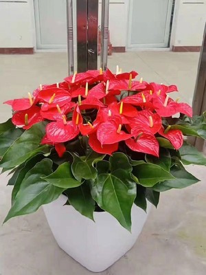 北京办公室花卉租摆指南 朝阳区南沙滩绿植租赁收费标准解析