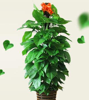 花卉绿植 生命的诗意点缀