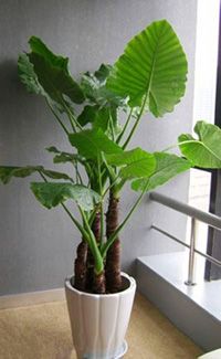 武汉花卉公司 用花卉绿植装点城市生活