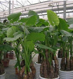 绿意新生 花卉绿植零售批发与租摆业务的繁荣之路